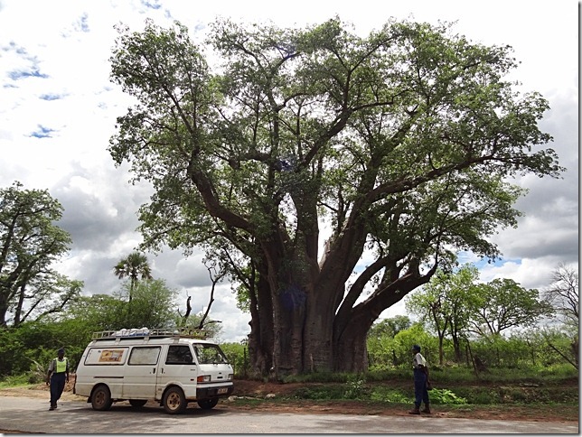 Big_Tree_Victoria_Falls_2 Big_Tree_Victoria_Falls_2