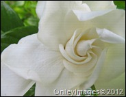 gardenia0610 (2)