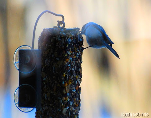 3. chickadee at window-kab