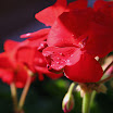 wet_petals.jpg