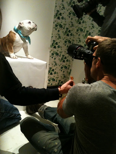 Honey struck a pose for Phibbs and a local camera man from NBC news!  She's a natural!
(See animal details at link below blog post- The Humane Society of NY)