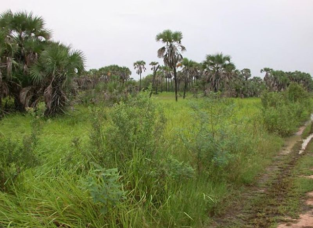 Kwanda grassland, 3 July 2007. Photo: Falcanary / wikimedia.org