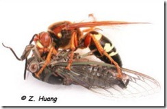 cicada_killer
