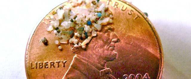 A sample of microplastic collected in eastern Lake Erie is shown on the face of a penny. Photo: Carolyn Box / AP Photo / 5gyres.org