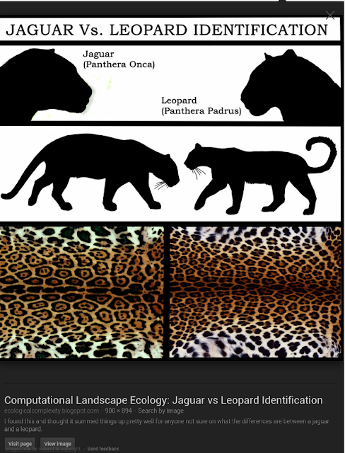 Zamani 84: Jaguar Dan Leopard: Ada Beza Tak?