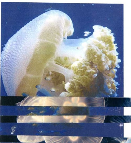 [jelly%2520moodboard%255B4%255D.jpg]