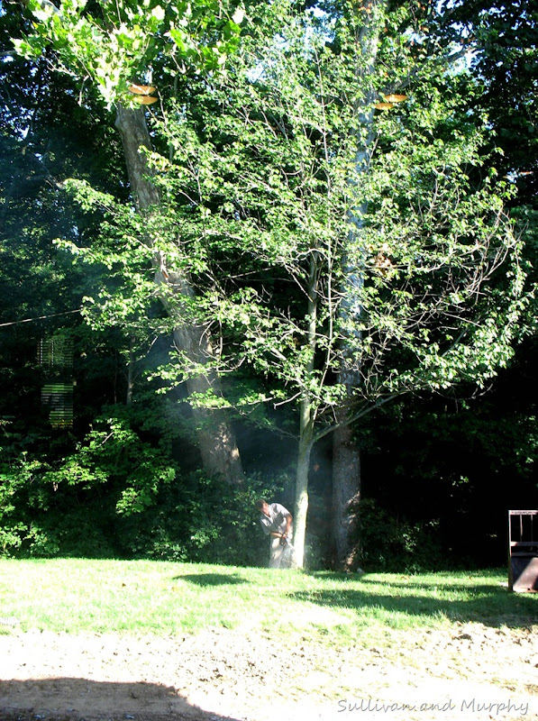 maple tree