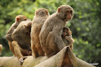 Five monkeys