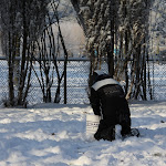 Bevers_in_de_sneeuw_2012_004.jpg