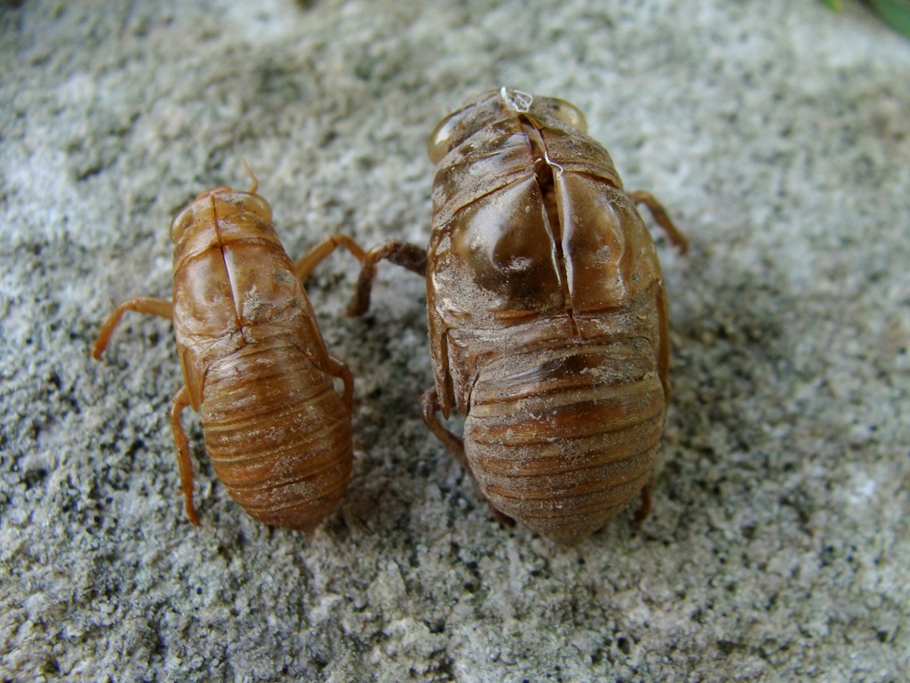 [Magicicada-and-annual-cicada-shell-s%255B2%255D.jpg]