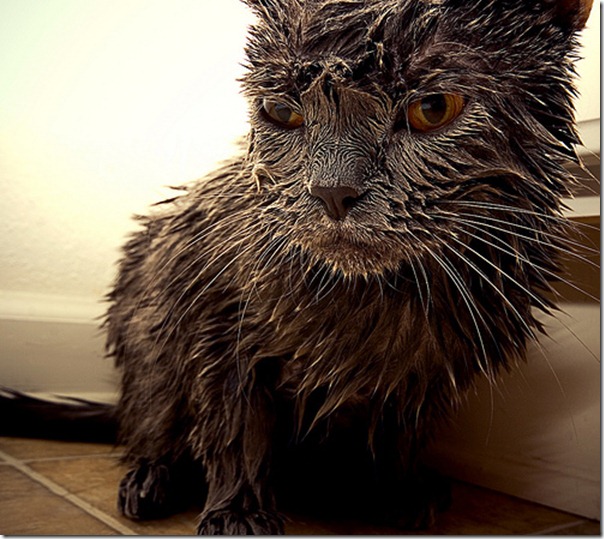 gato_mojado1 gato_mojado1