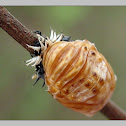 Ladybird larvae