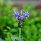 IMGP0979.JPG