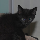 Peanut The Kitty