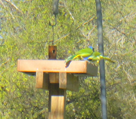 [32-bird%255B3%255D.jpg]
