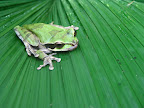 Sprachaufenthalt Monteverde