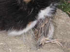 Cats are the perfect hunters and that's one big reason why humans love us.  We're very efficient at catching mice, rats, and other varmints.  Birds just come with the territory.
