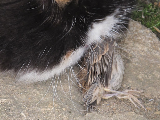 Cats are the perfect hunters and that's one big reason why humans love us.  We're very efficient at catching mice, rats, and other varmints.  Birds just come with the territory.