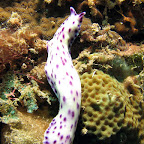 Nudibranch (Pemuteran, North Bali)