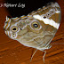 Nymphalidae%25252c%252520lethe%252520rohria%25252c%252520common%252520treebrown