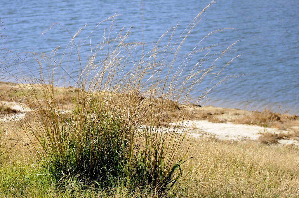 [Birds-Martin%2520Lake%2520081%2520levels%255B6%255D.jpg]