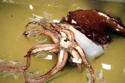 largest-squid-ever