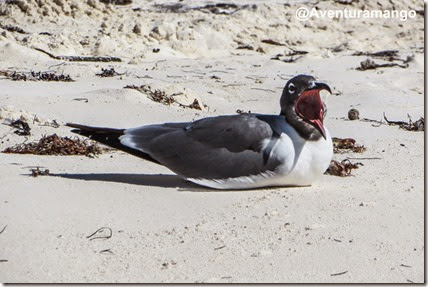 Gaivota em cayo Largo, Cuba