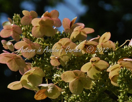 Autumn in Avalon's Garden  © 2012