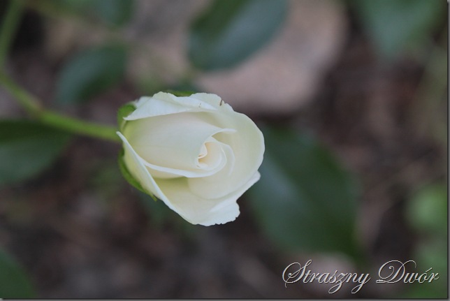 IMG_6914 IMG_6914