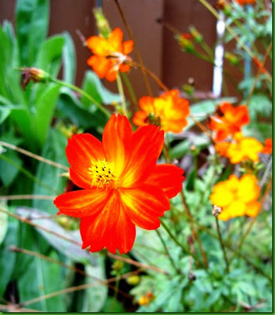 Cosmos Diabolo Cosmos Diabolo