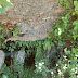 Font Soleia