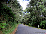 Rainforest