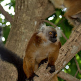 FirstLemursAtKombaAndNosyBe FirstLemursAtKombaAndNosyBe