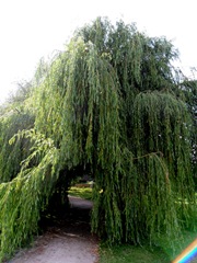 Such a nice old willow. I wonder if -