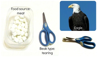 Montessori Tidbits:  Bird beak tearing eagle