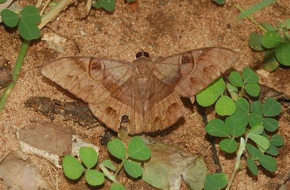 Noctuidae : Catocalinae : Cyligramma duplex GUÉNÉE, 1852 (endémique). Réserve d'Ankarafantsika (50 km à l'est de Majunga), 210 m d'altitude, 9 février 2011. Photo : T. Laugier