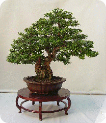 40_fotos_bonsai_html_m8e04e59 40_fotos_bonsai_html_m8e04e59