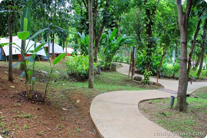 chok chai farm camp (6) chok chai farm camp (6)