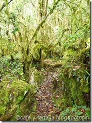 Bosque encantado Bosque encantado