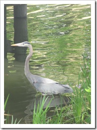 Florida vacation 3.12 Great blue heron