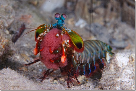 A clown mantis shrimp (Odontodactylus scyllarus) aerates her eggs as she scoots around the reef floor. Mantis shrimp are both beautiful and deadly; they have the most complex vision systems of any known earthly life form, and have one of the fastest strikes in the animal world. Deer Island Jetty, Kofiau, Indonesia.