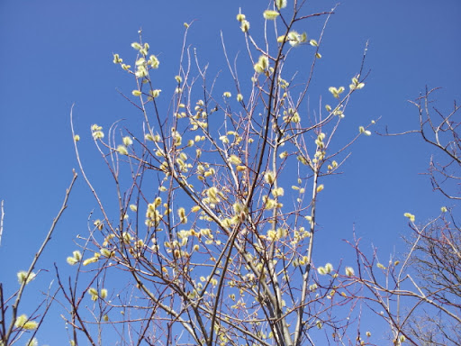 Smaller trees starting to bud.