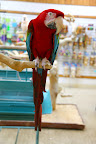 This mostly red bird is a green-winged macaw.  His beak is so powerful, it can snap a broomstick in half!
