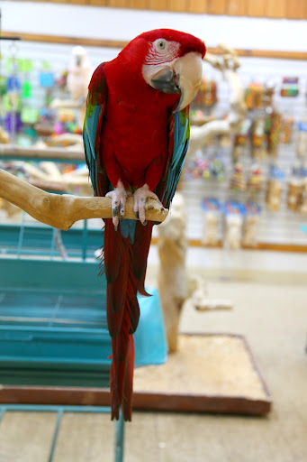 This mostly red bird is a green-winged macaw.  His beak is so powerful, it can snap a broomstick in half!