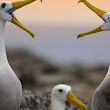 Galapagos Wildlife