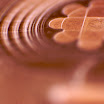 Close-up_2009_IMG_1209.jpg