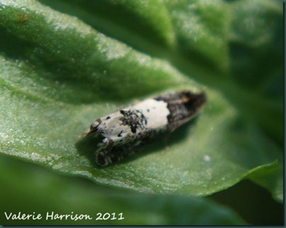 Gypsonoma sociana Gypsonoma sociana