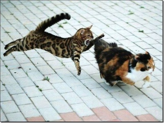 viral-picdump-pics-d26304