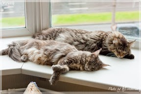 Фото история котят мейн кун в возрасте 7,5 недель 34