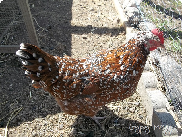 Speckled Sussex